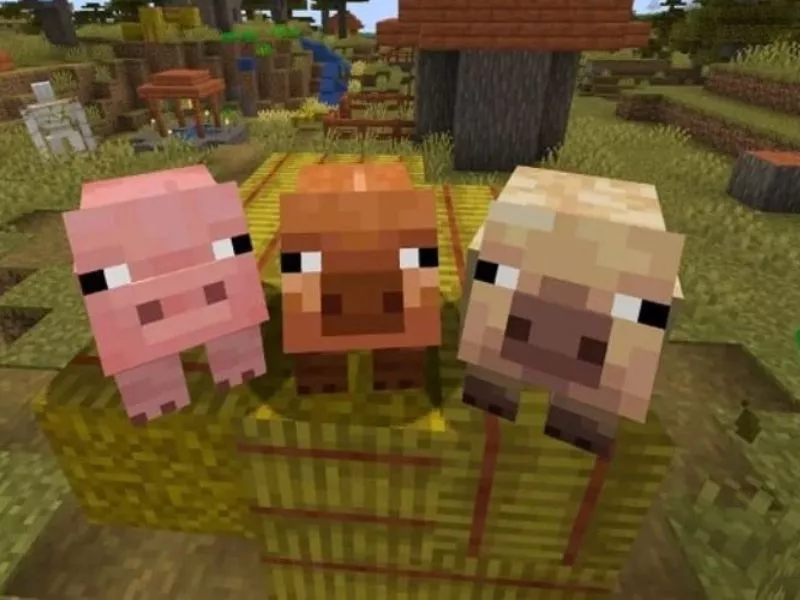 Xuất hiện các biến thể lợn mới trong Minecraft 1.21.60 APK